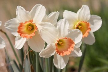 peach daffodil © fgsmiles