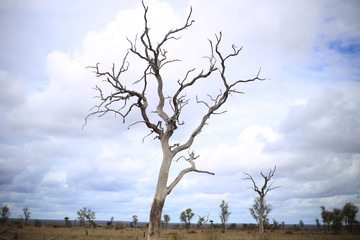 A dead tree in front of a blue, cloudy sky in Kruger National Park, South Africa.