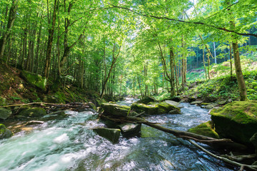 rapid stream among the rocks in the forest. beautiful nature scenery in springtime. green foliage on trees and moss on boulders. trunk above the flow on the stone