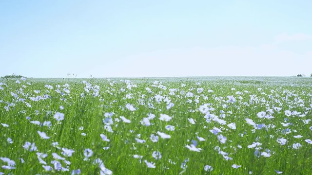 Beautiful landscape of linen field or flax (linum usitatissimum) in the Provance, France.