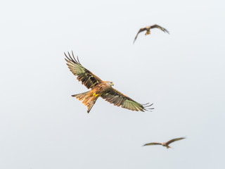 Red Kites ( Milvus milvus )