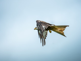 Red Kite ( Milvus milvus )