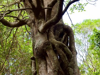 Affouche ou ficus ou étrangleur, arbre endémique de La Réunion