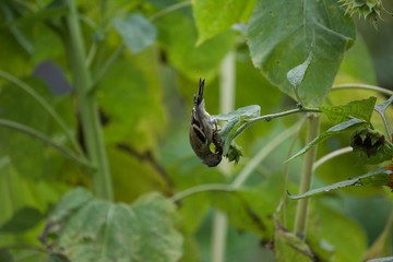 bird on a leaf