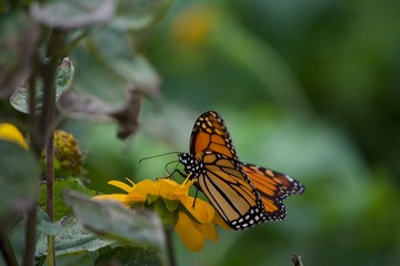 butterfly on a flower