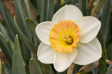 daffodil cup © fgsmiles