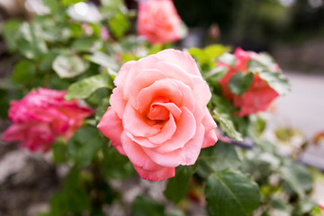 beautiful pink rose flower on a flowered rose
