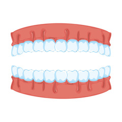 human teeth isolated icon