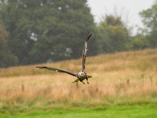 Red Kite ( Milvus milvus )
