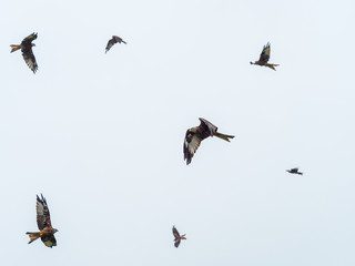 Red Kites ( Milvus milvus )