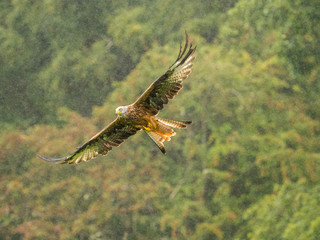 Red Kite ( Milvus milvus )