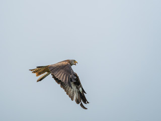 Red Kite ( Milvus milvus )