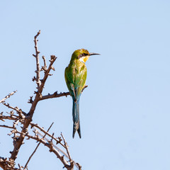 Swallow-tailed Bee-eater
