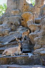 The markhor, also known as the screw horn goat (Capra falconeri)
