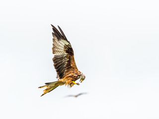Red Kite ( Milvus milvus )