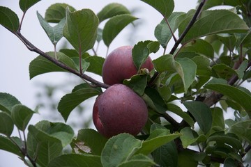 apples on a branch