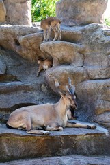 The markhor, also known as the screw horn goat (Capra falconeri)
