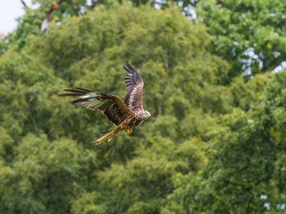Red Kite ( Milvus milvus )