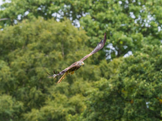 Red Kite ( Milvus milvus )