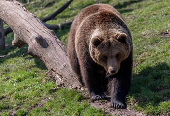 Wildpark Tiere