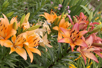 asiatic lily group