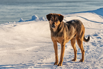 Frozen stray dog standing in the snow in winter