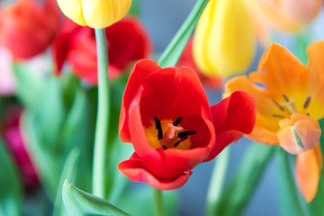 Tulip field in spring. Mix color tulip flowe feel fresh.