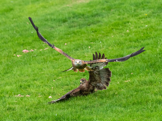 Red Kites ( Milvus milvus )