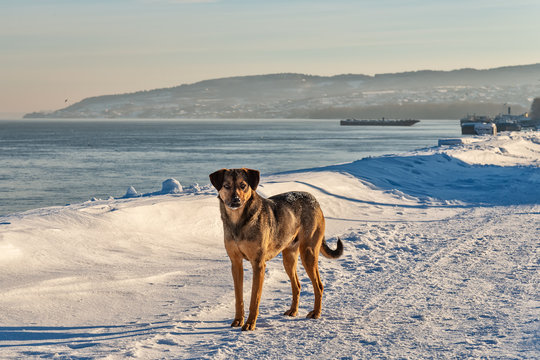 Frozen stray dog standing in the snow in winter
