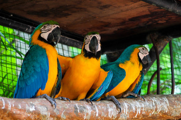 Three macaws on a tree