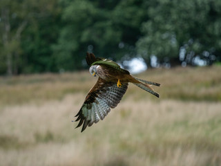 Red Kite ( Milvus milvus )