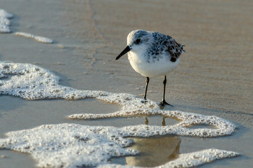 Sanderling