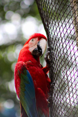 parrot on branch