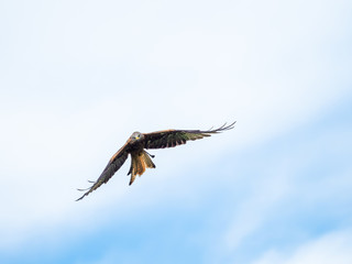 Red Kite ( Milvus milvus )