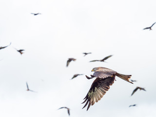 Red Kites ( Milvus milvus )
