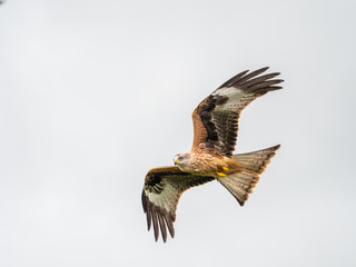 Common Buzzard
