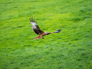 Red Kite ( Milvus milvus )