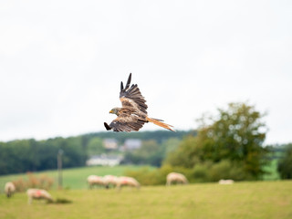 Red Kite ( Milvus milvus )