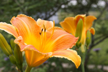 daylily