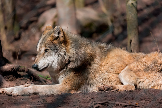 Wildpark Tiere