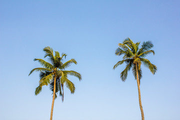 Fototapeta premium two palm trees with bright green leaves against a clean blue sky
