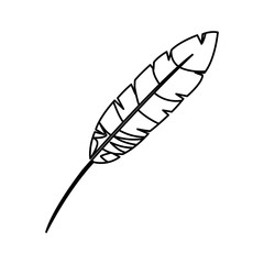 feather exotic isolated icon