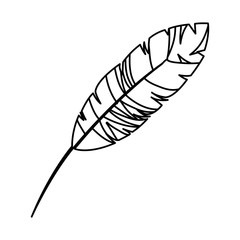 feather exotic isolated icon