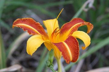 Obraz premium daylily stripe