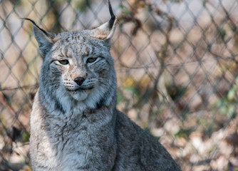 Wildpark Tiere