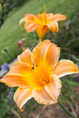 Fototapeta premium orange daylily