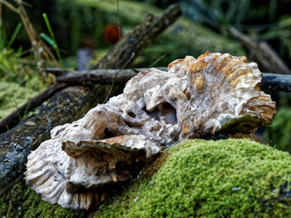 tree sponge sitting on wood