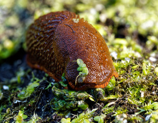 red slug front in nature macro