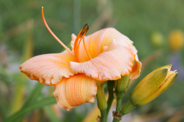 Fototapeta na wymiar daylily orange