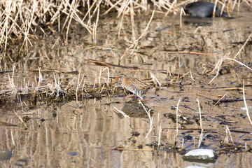 安曇野市　御宝田遊水地のクイナ